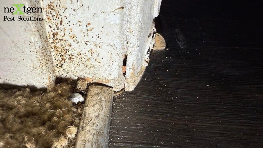 Interior baseboard and wall damage consistent with subterranean termite activity.
