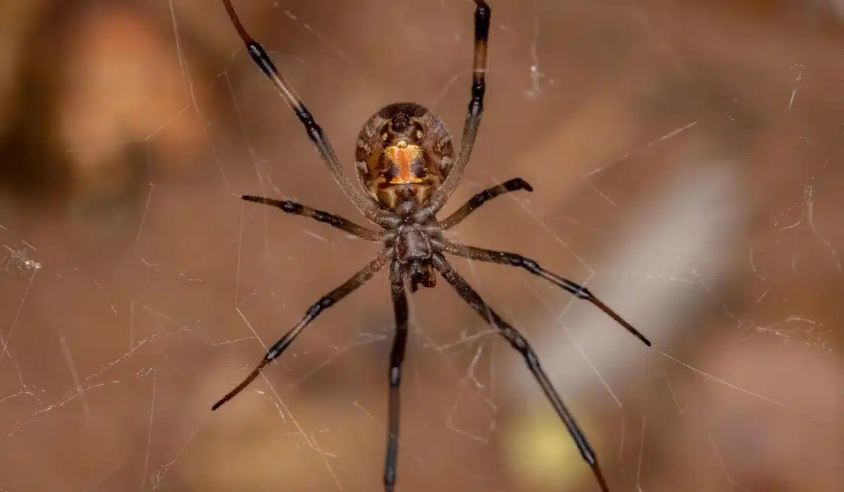 Brown widow spider with distinctive orange marking on its cephalothorax, suspended on its web with long dark legs extended