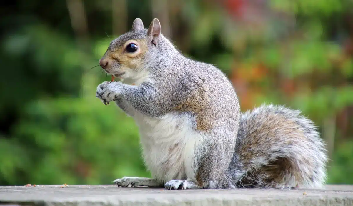 Eastern Gray Squirrel
