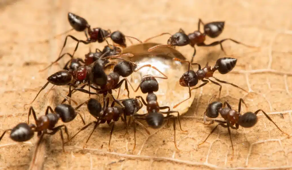 acrobat ants