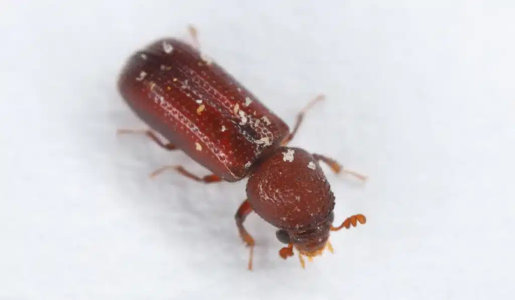 powderpost beetle