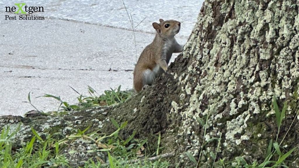 Squirrel sitting on a cut tree trunk in a yard