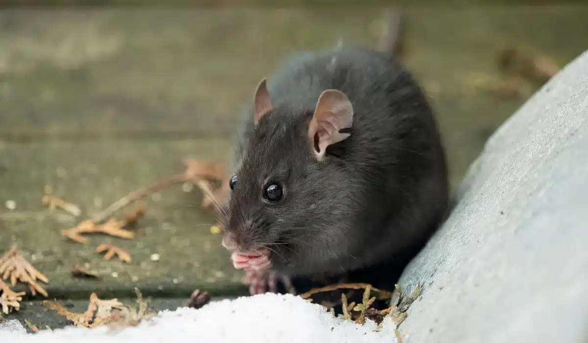 A dark gray rat sitting on a concrete surface next to snow and dried plant debris