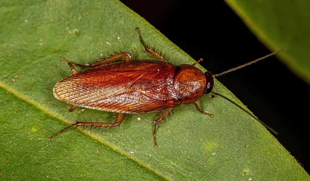 wood cockroach
