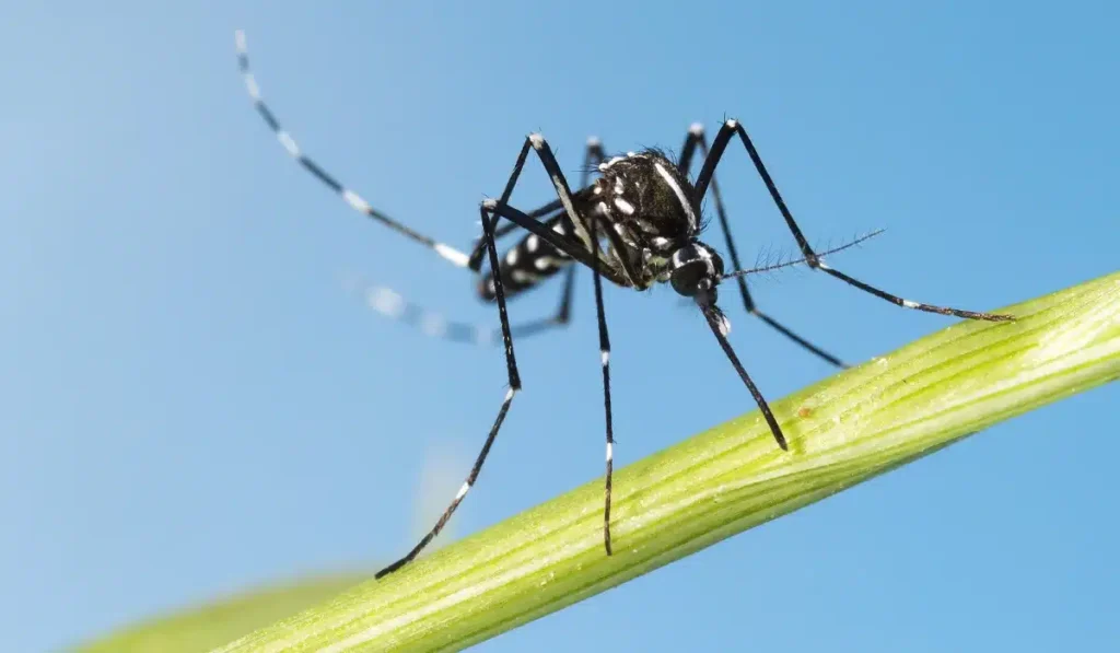 Asian Tiger Mosquitoes vs Common Mosquitoes