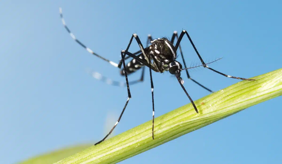 Asian Tiger Mosquitoes vs Common Mosquitoes