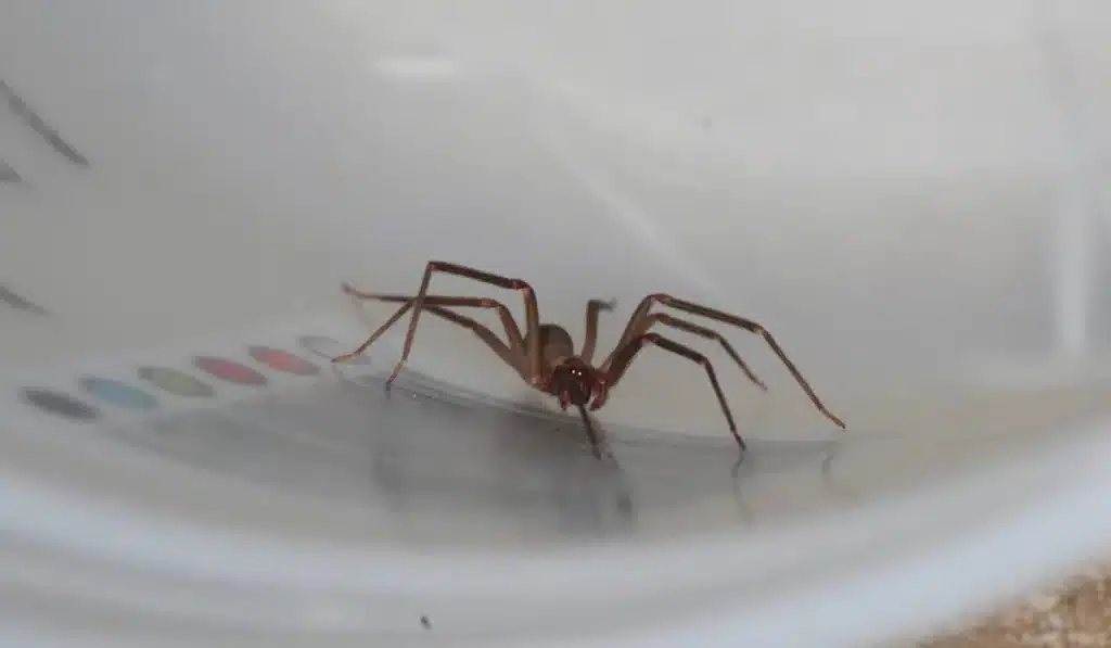 Brown recluse, spider closeup