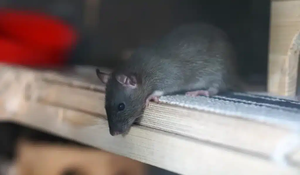 rat in attic