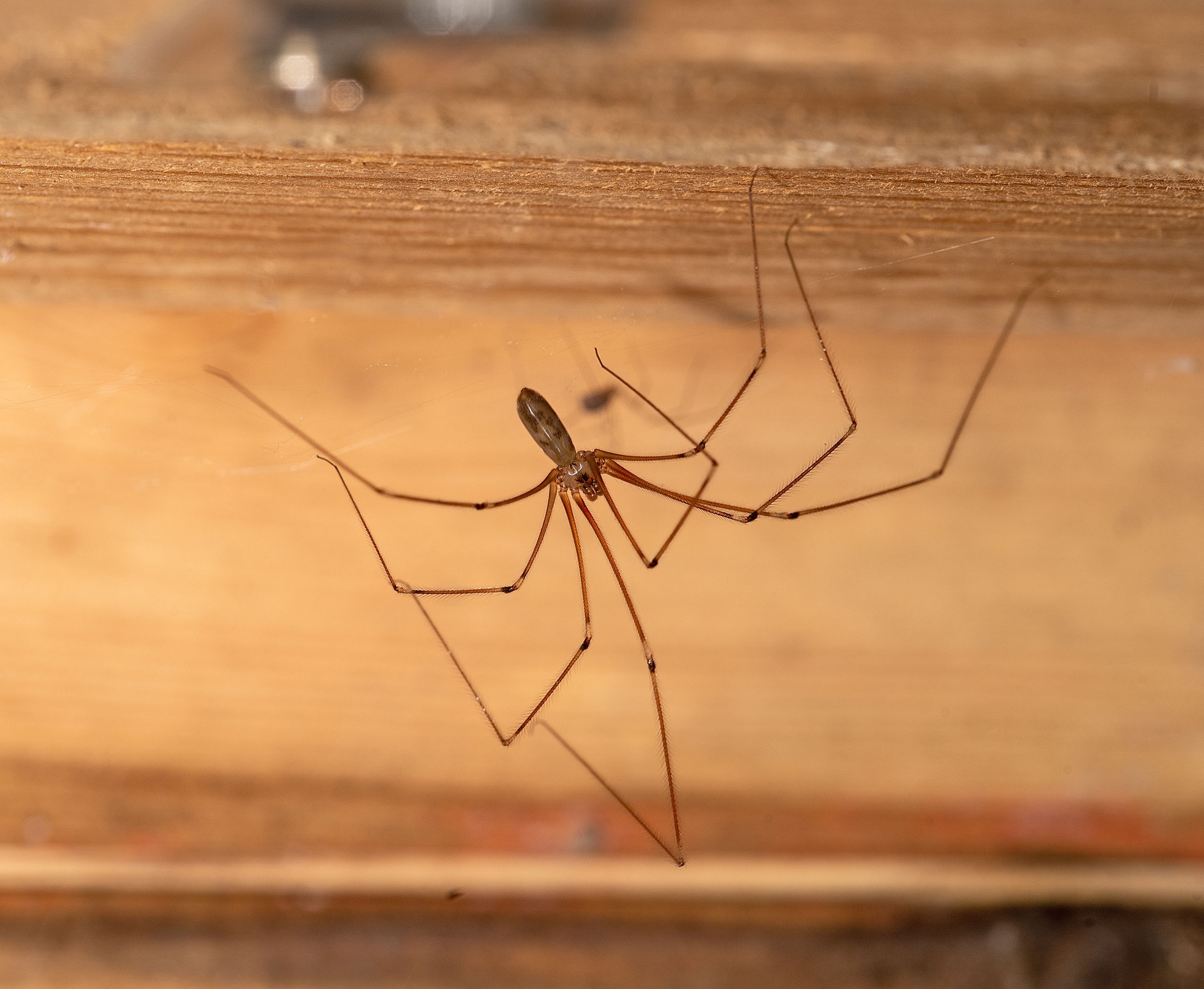 Why Daddy Long Legs Appear in Roswell Basements