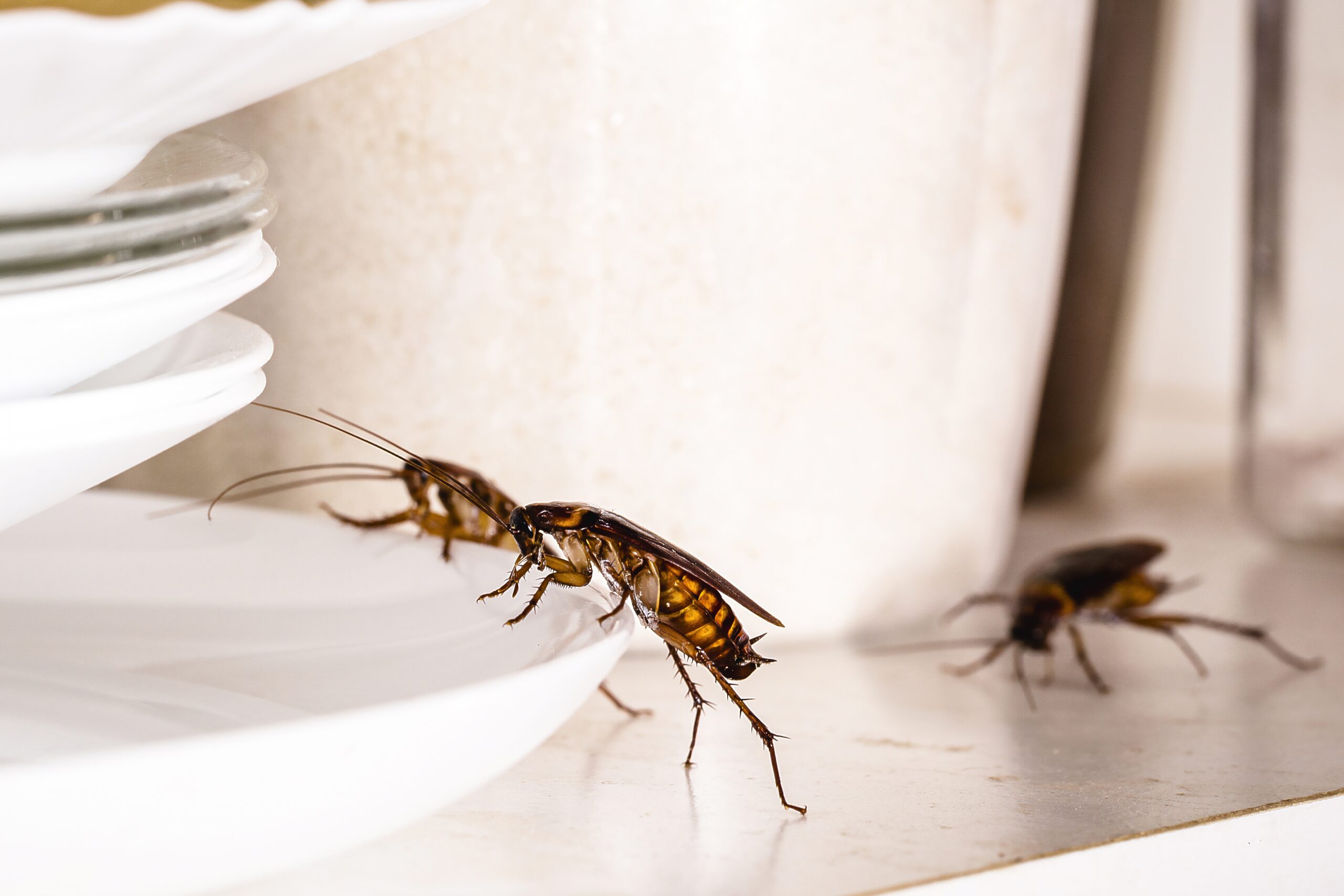 Why American Roaches Fly at Night in Sandy Springs