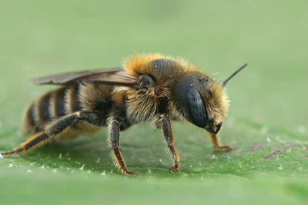 Hornet Nest Location Preferences: Signs and Risks