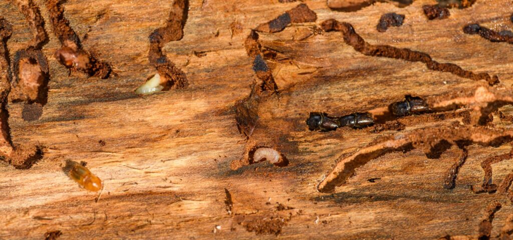 termite season in georgia when to watch