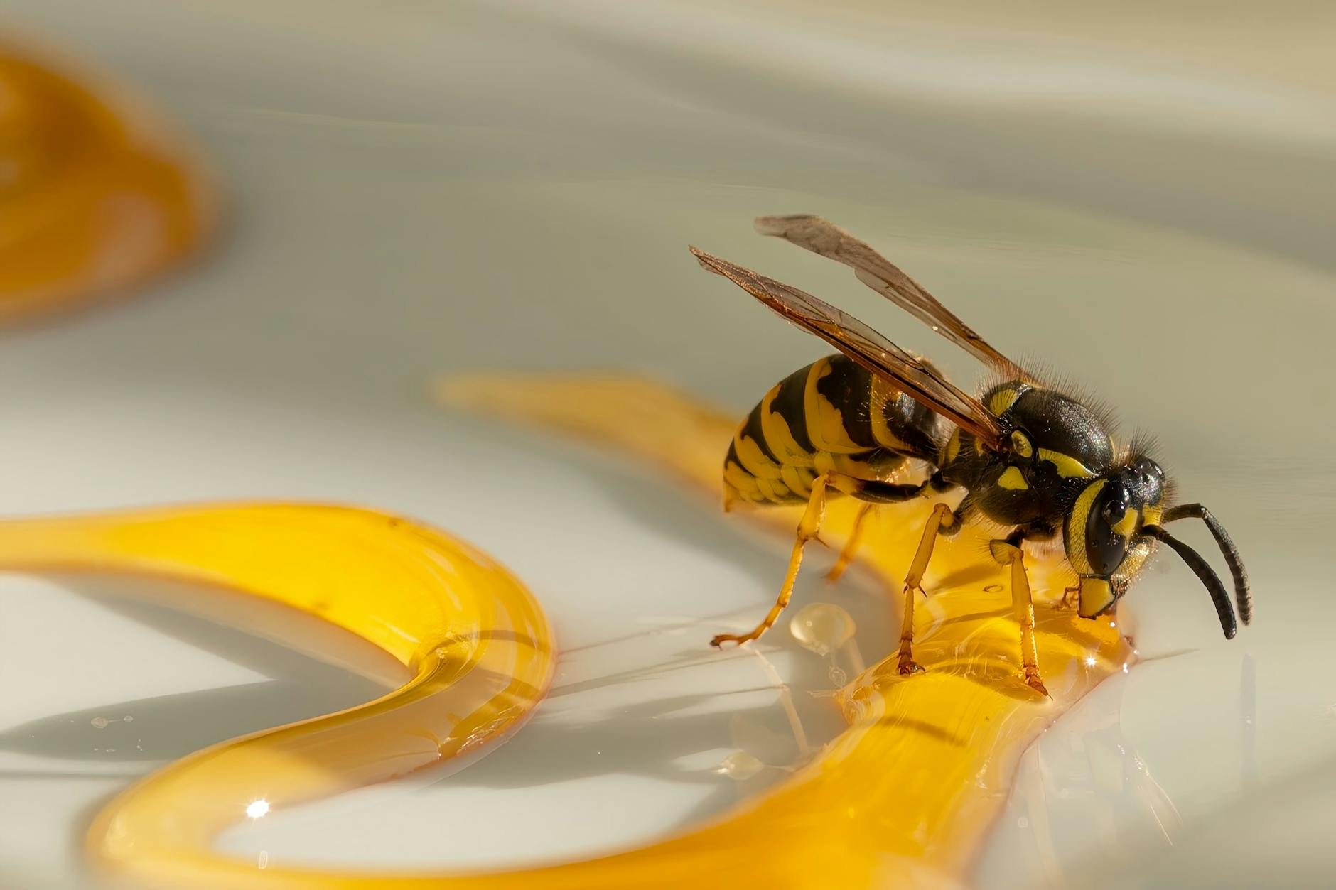 A wasp with yellow and black stripes stands on a curved yellow object against a light background