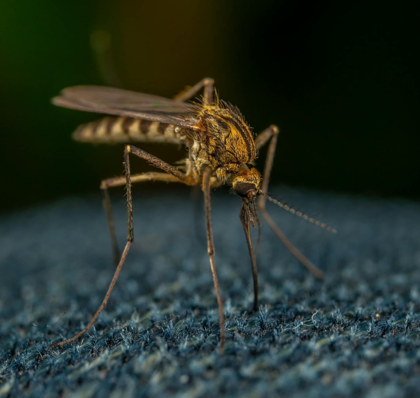 how to keep mosquitoes out of your yard in roswell