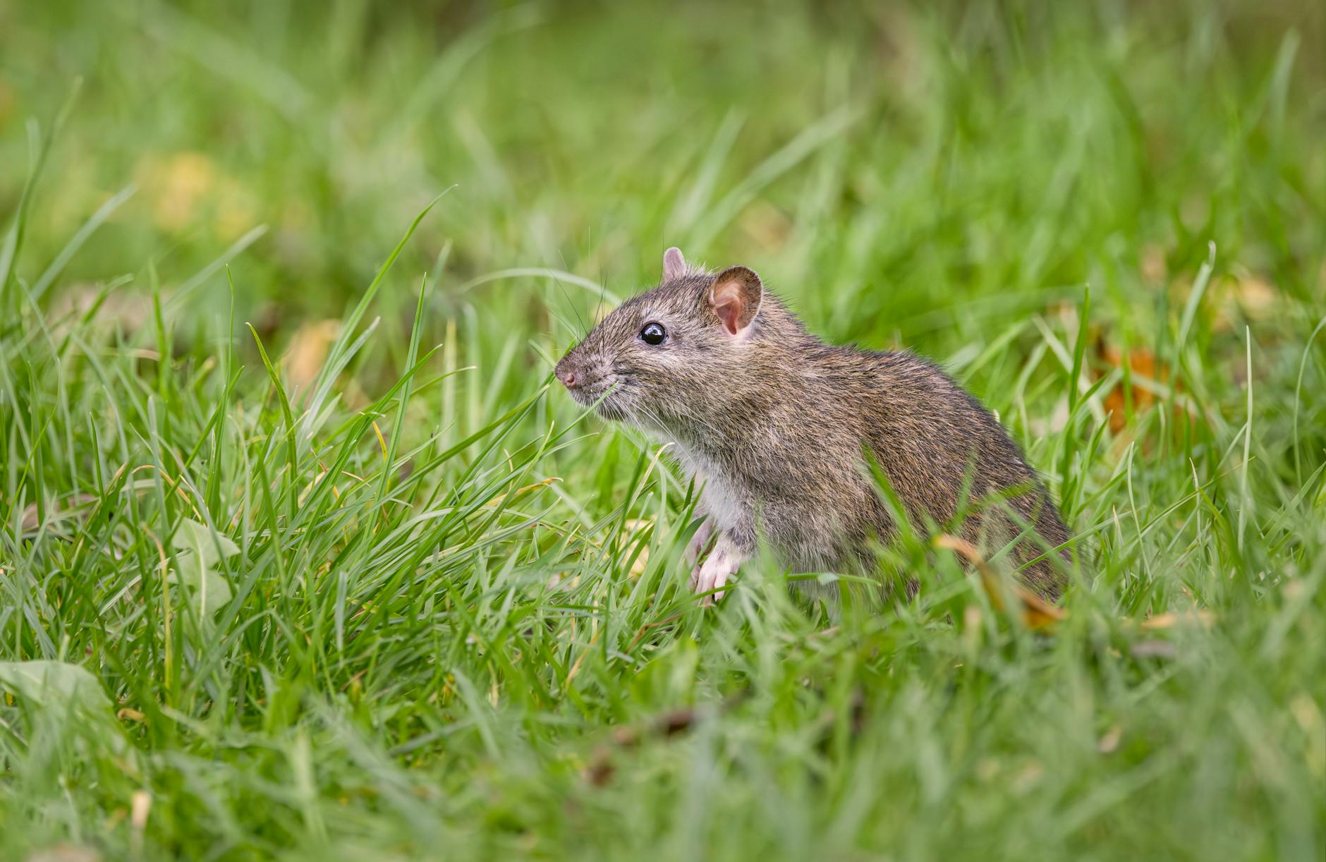 A rodent sitting in the grass