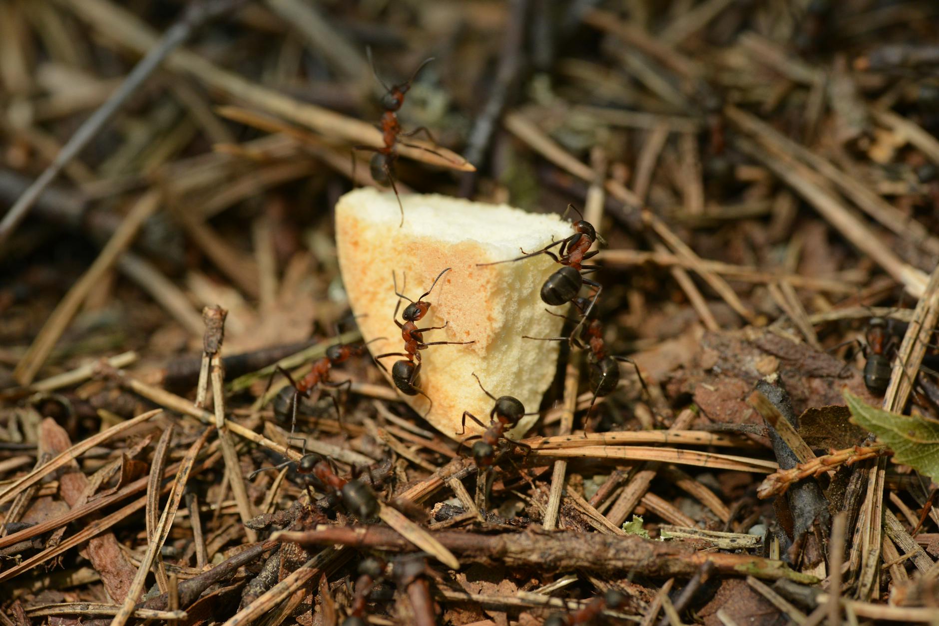 Multiple ants gathered around a pale leaf fragment on dry ground and twigs
