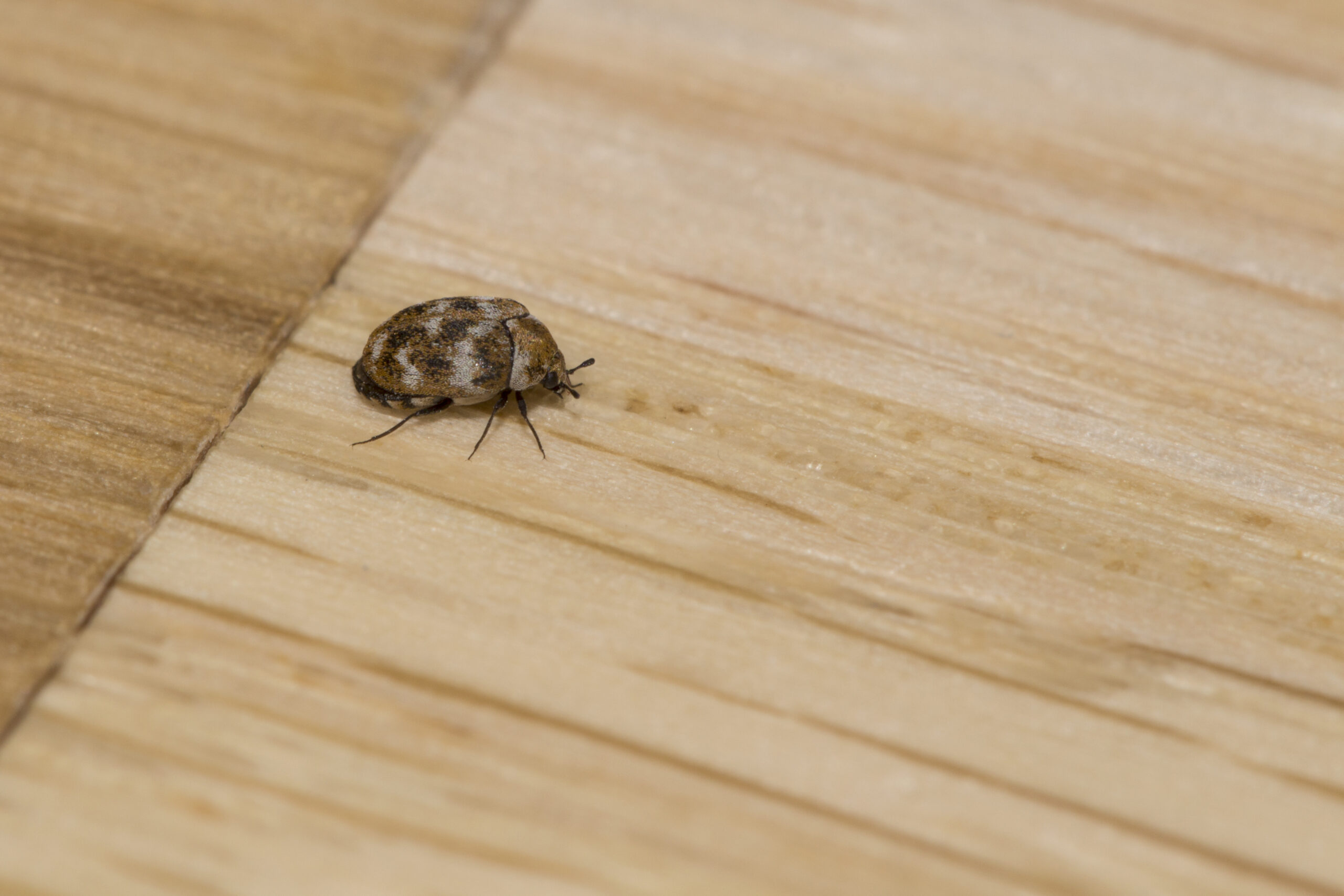 beetle