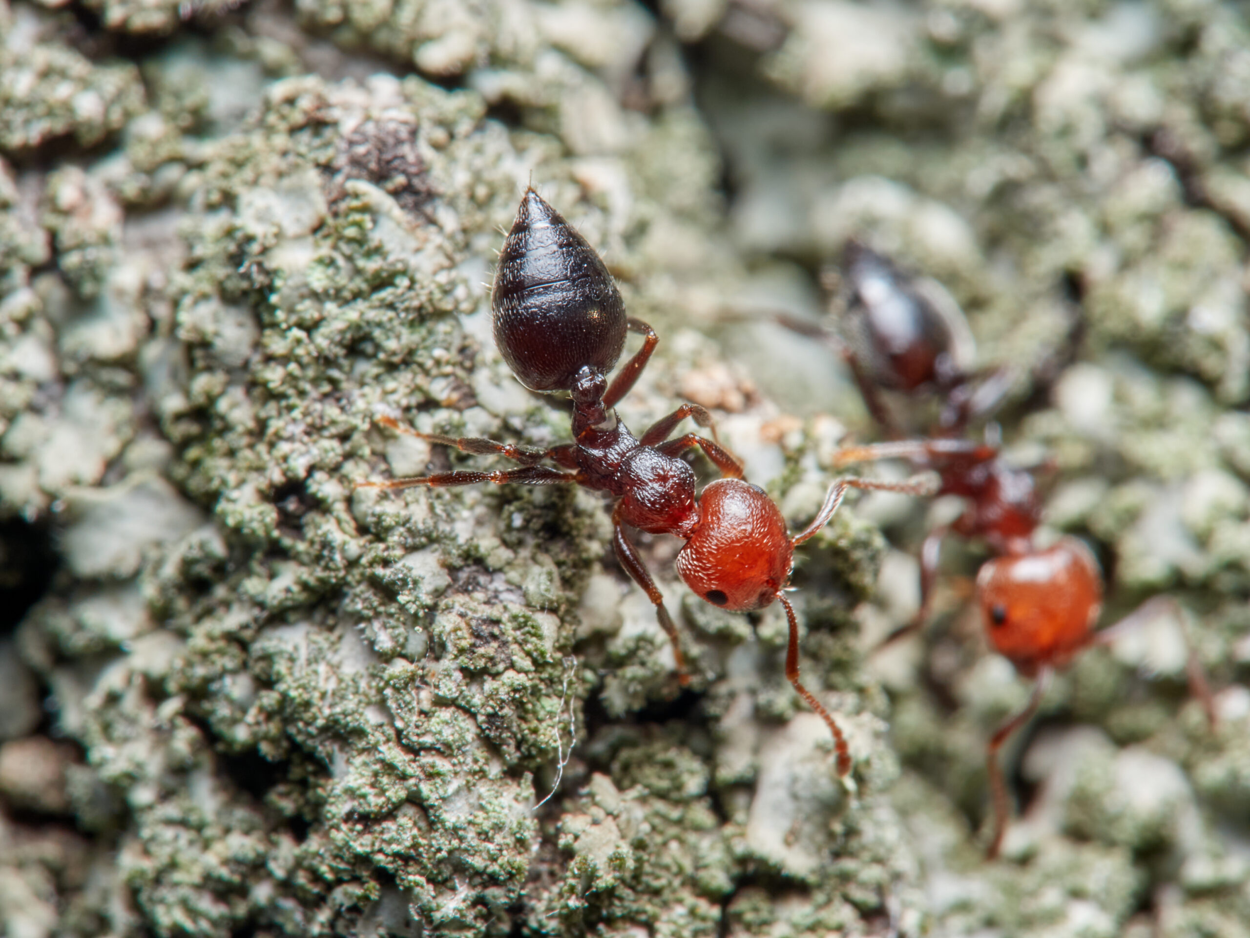 Where Acrobat Ants Build Nests Around Johns Creek Homes