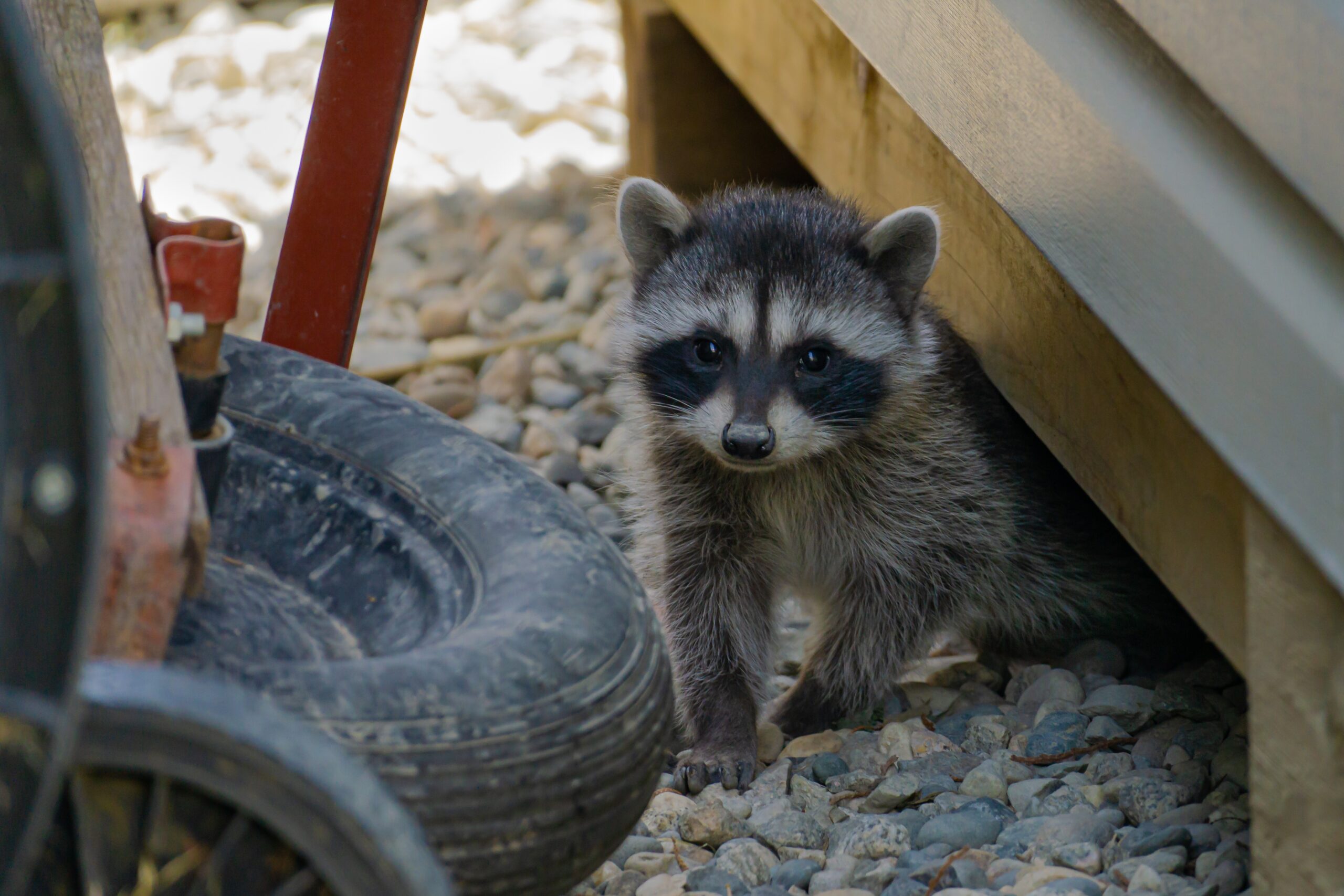 racoon