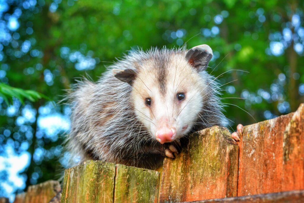How to Identify Possum Droppings in Johns Creek