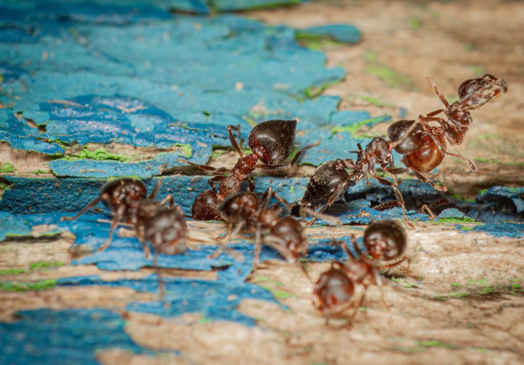 What Attracts Acrobat Ants in Sandy Springs Homes