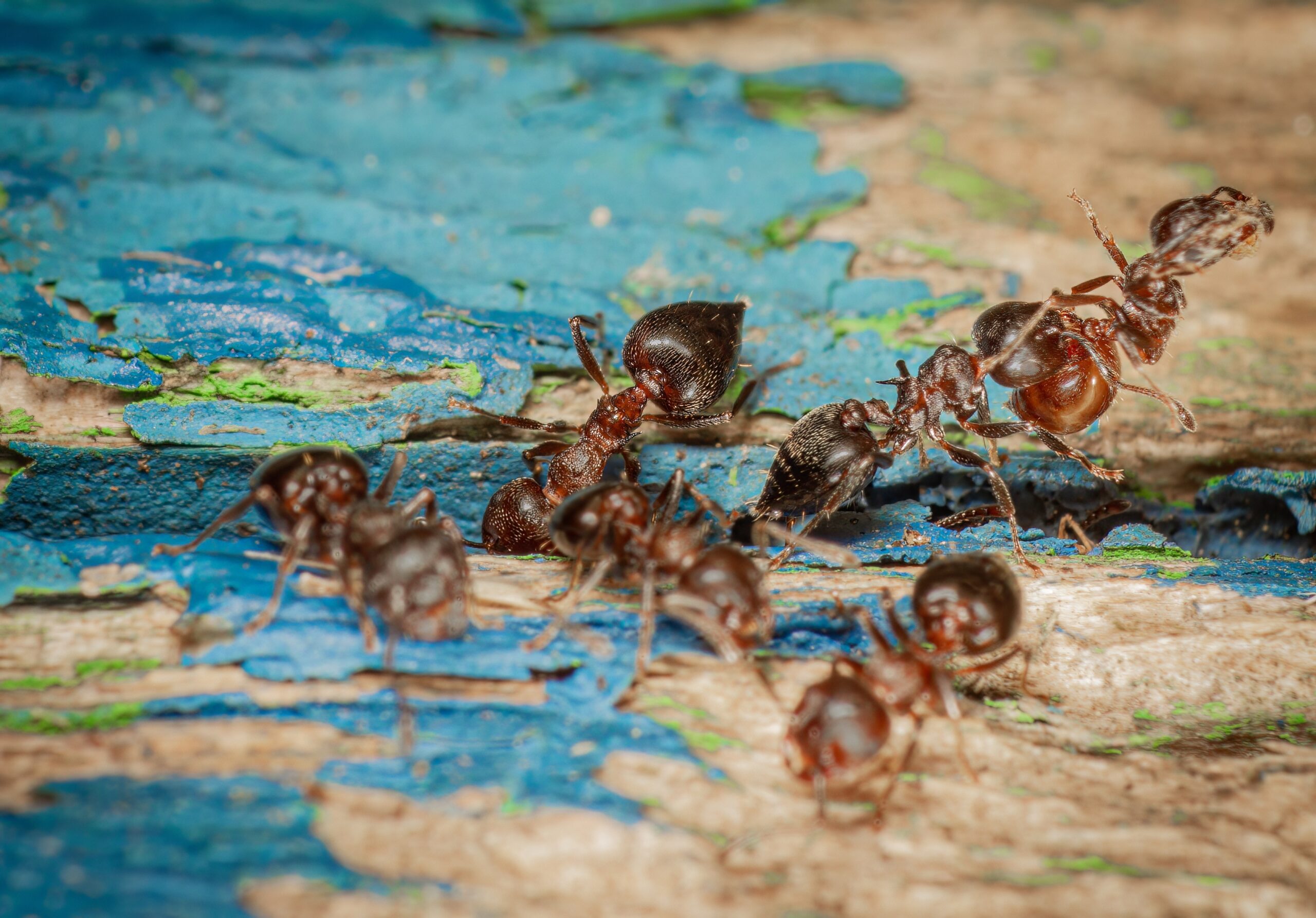 What Attracts Acrobat Ants in Sandy Springs Homes