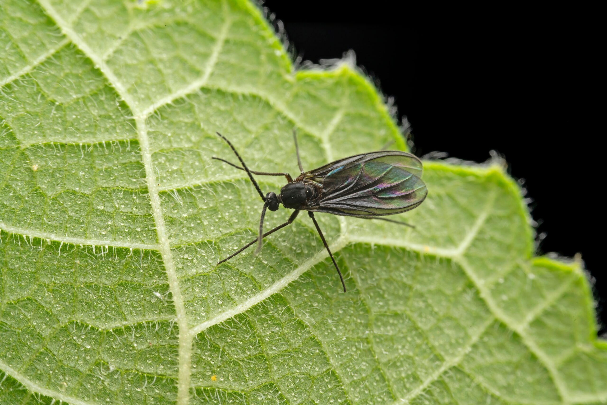 Dark insect with long legs and translucent wings perched on a bright green leaf with visible veins