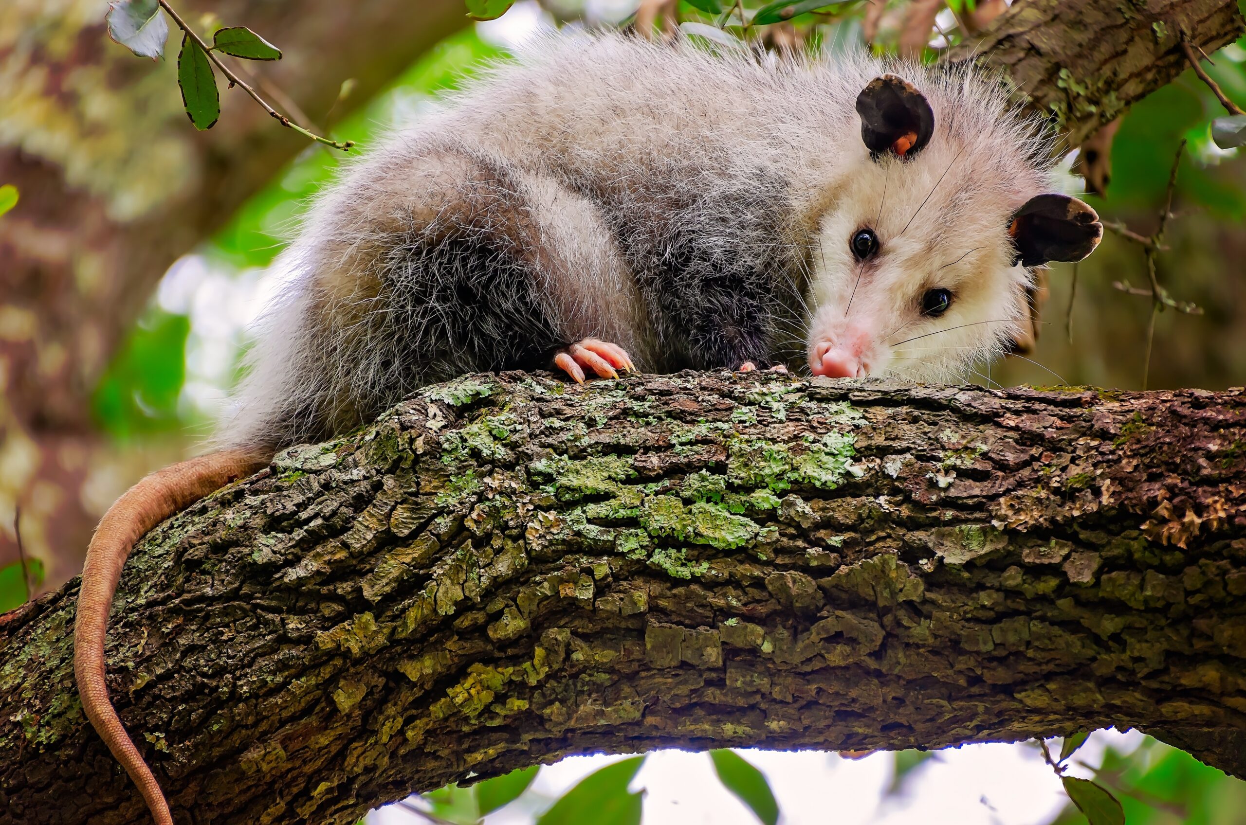 possum on a tree