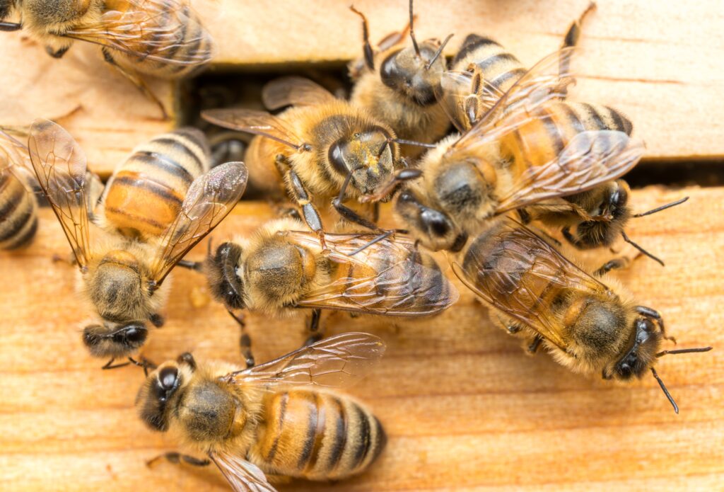 Honey Bee Swarm vs. Hive What Georgia Homeowners Should Do