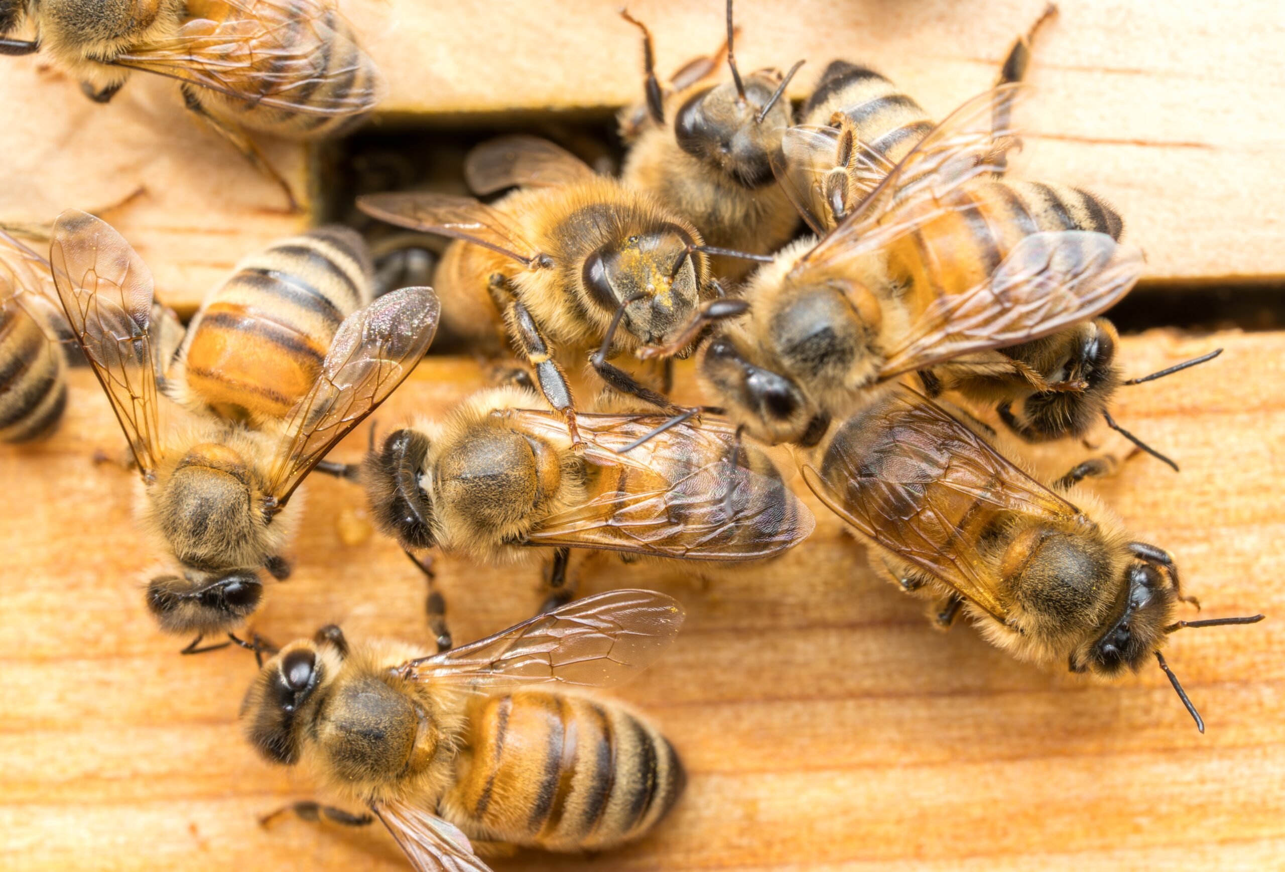 Honey Bee Swarm vs. Hive What Georgia Homeowners Should Do