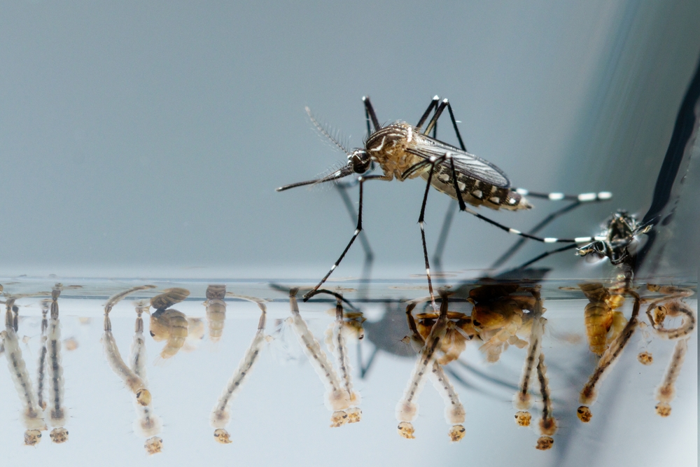 Common Mosquito Breeding Sites in Atlanta Backyards