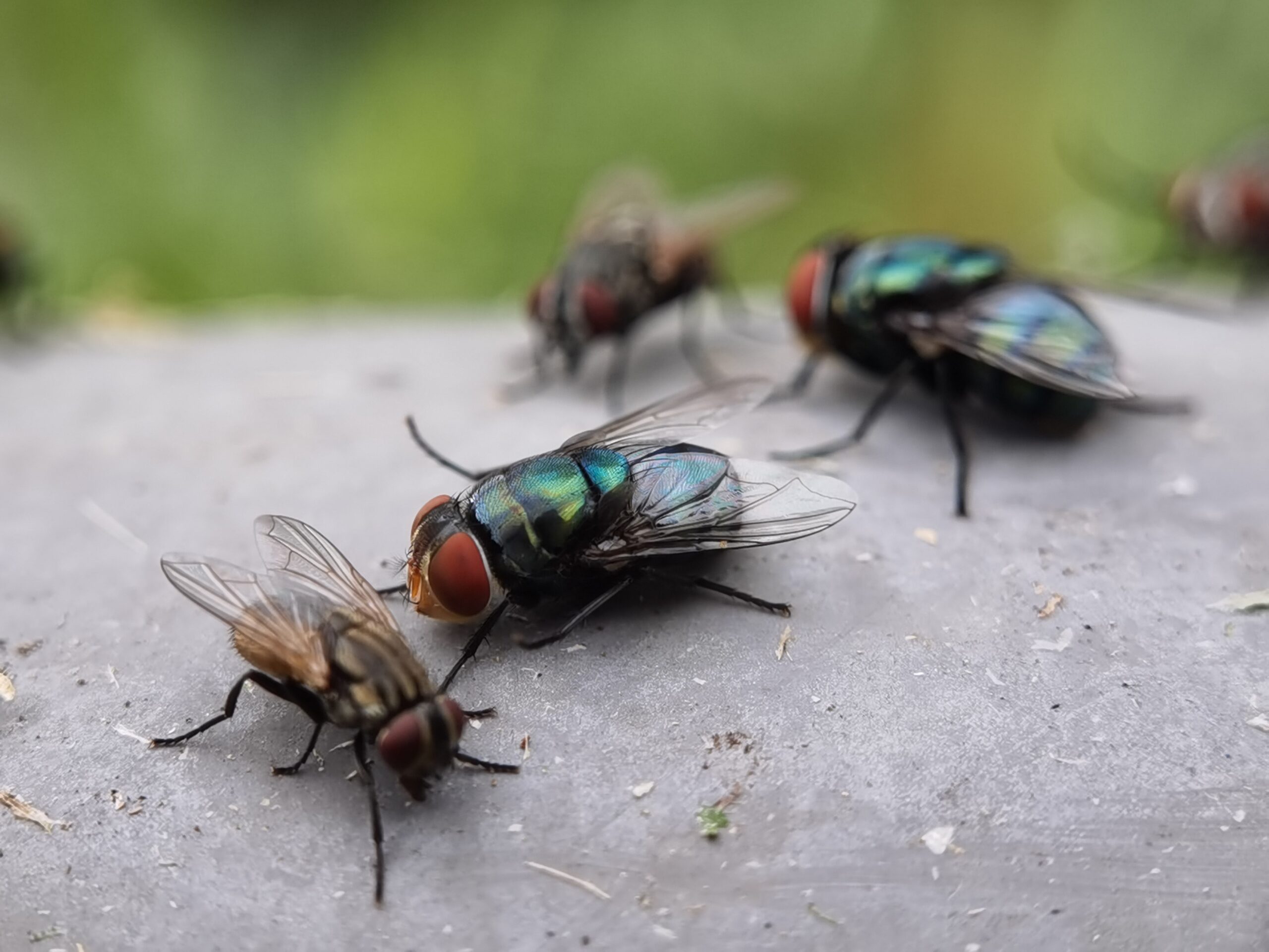 Several flies with iridescent green and blue bodies and red eyes rest on a gray surface