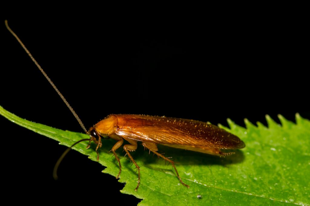 Why Wood Roaches Show Up After Rain in Alpharetta