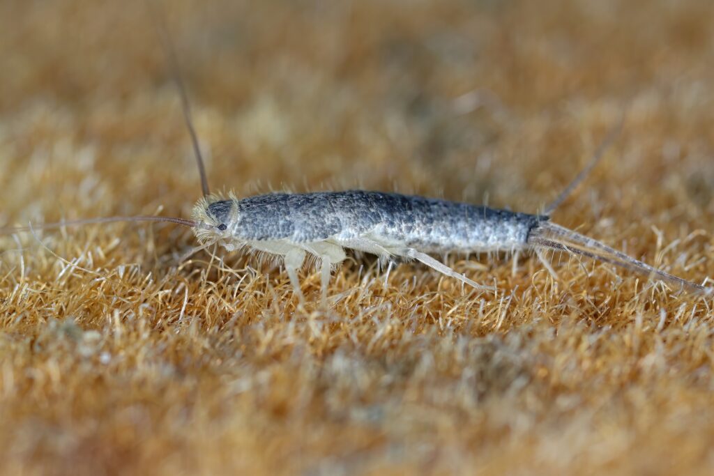 Silverfish insect with elongated body and long antennae on tan sandy surface