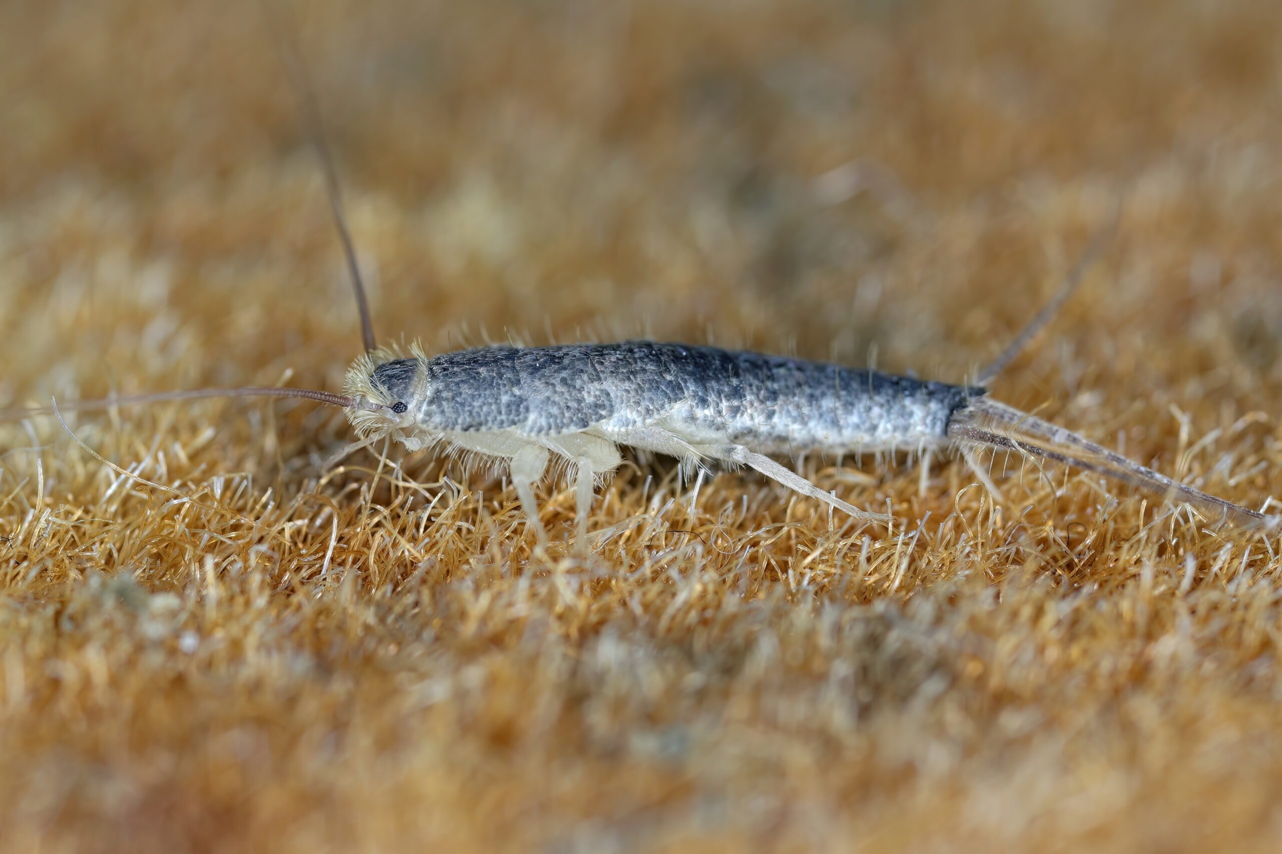 Silverfish insect with elongated body and long antennae on tan sandy surface