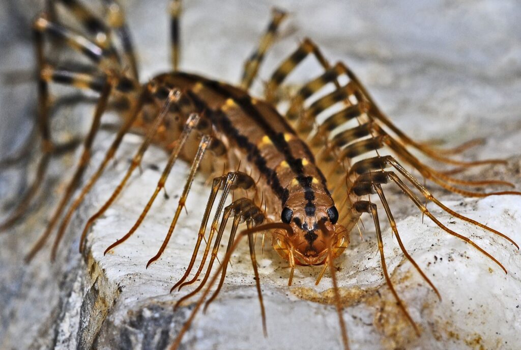 Close-up of a brown centipede with multiple legs on a light concrete surface