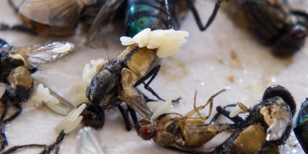 Honeybees on a light surface, with one bee carrying white pollen on its legs