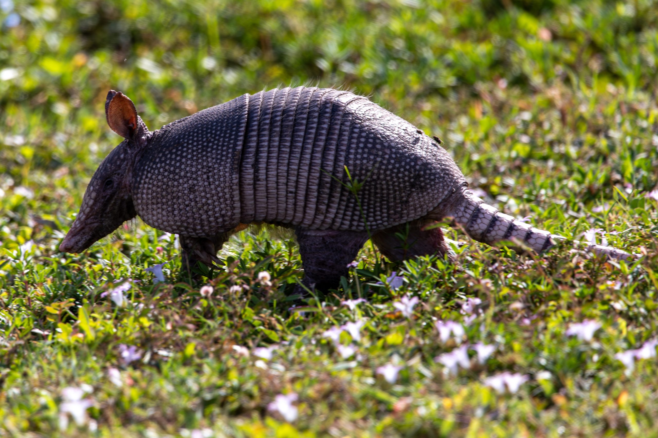 Nine-banded armadillo walking across grass and small white flowers