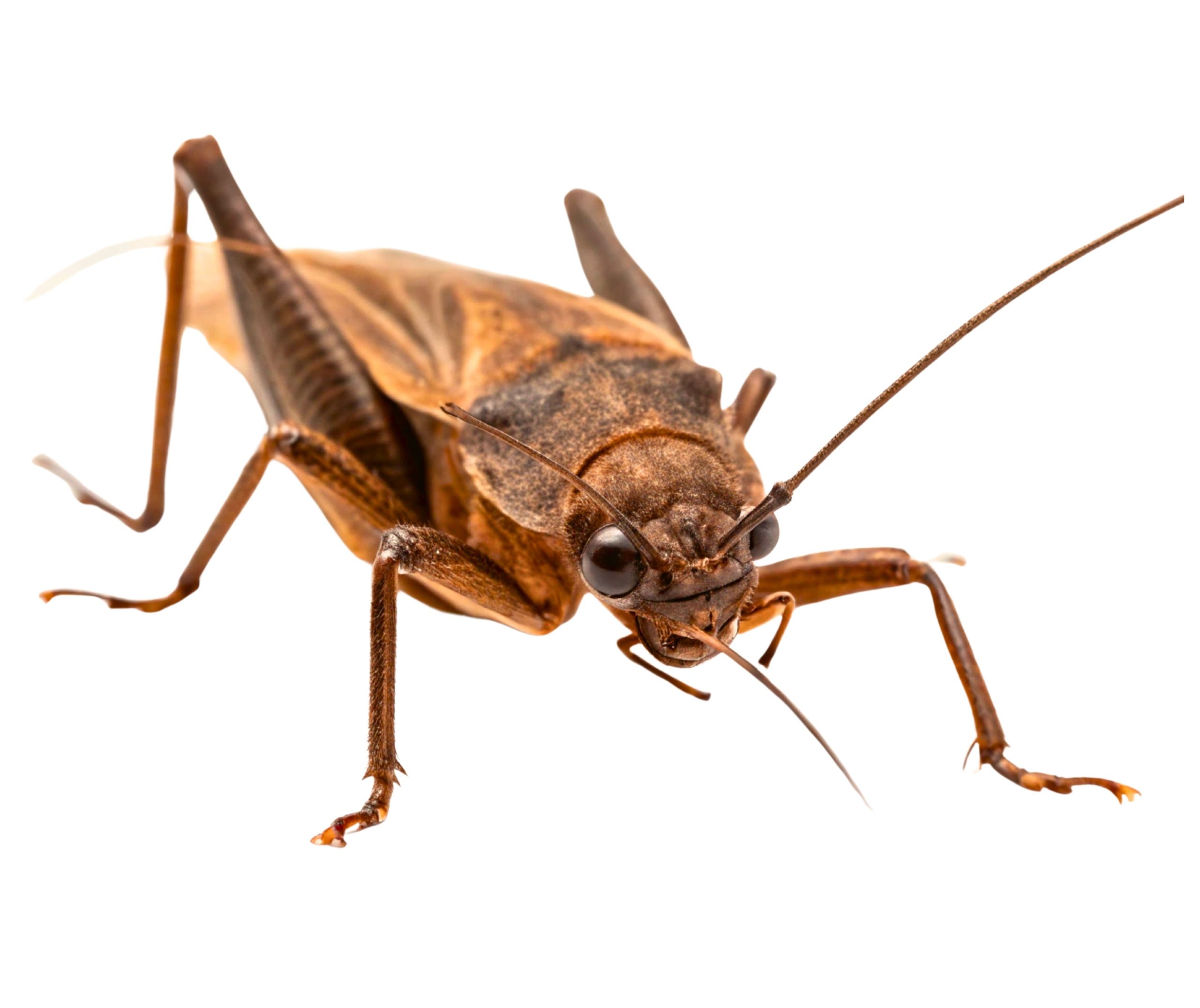 camel cricket