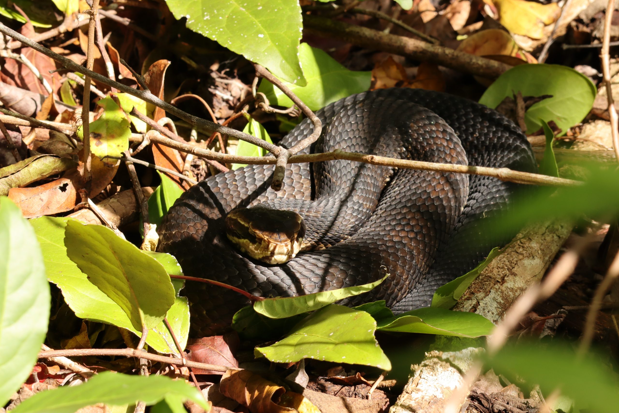 Dark-colored snake coiled on a branch surrounded by green leaves and brown twigs