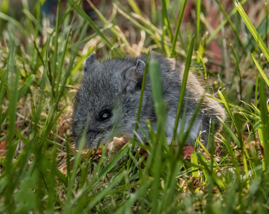 field mouse