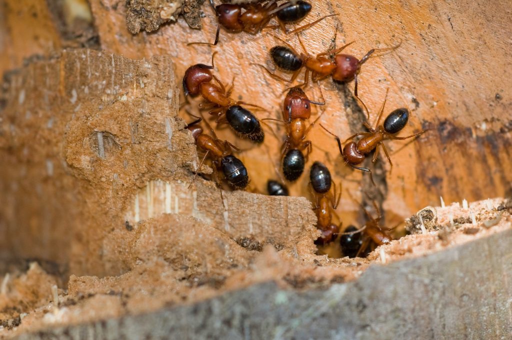 A group of ants with reddish-brown bodies and dark abdomens crawling on weathered wood and stone surfaces