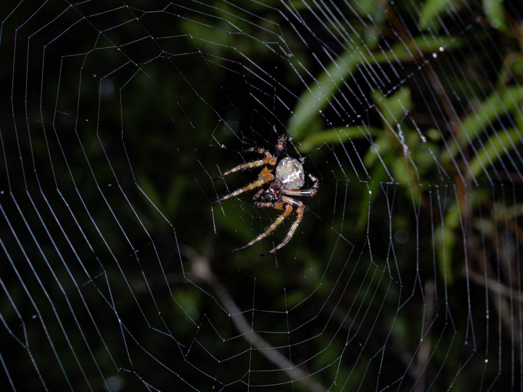 A brown and tan spider sits in the center of its intricate web against a dark green blurred background