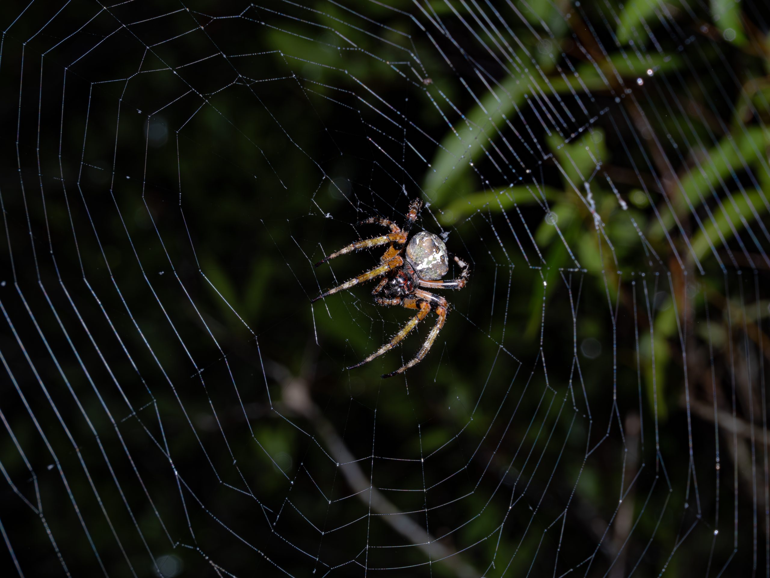 A brown and tan spider sits in the center of its intricate web against a dark green blurred background