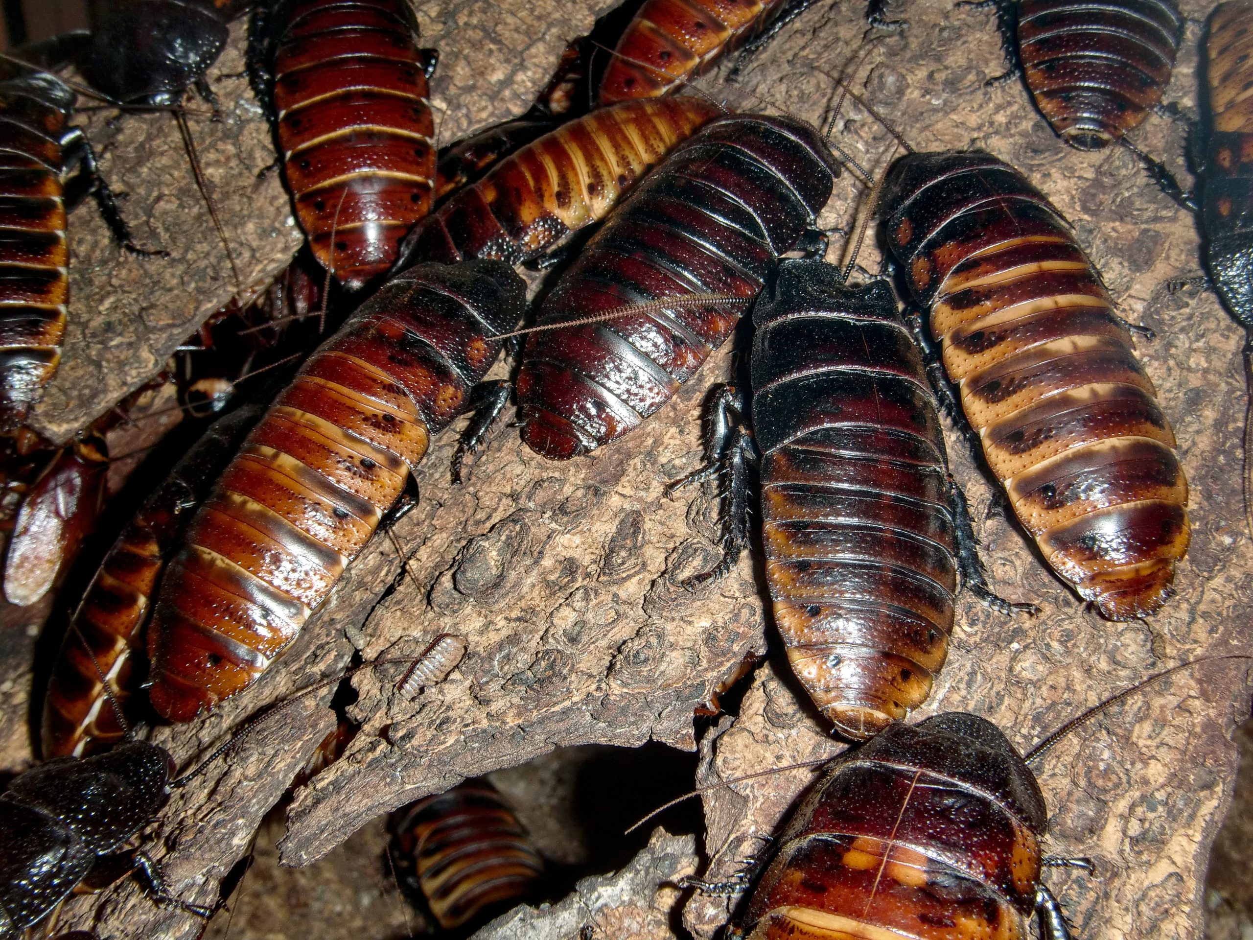 Multiple reddish-brown cockroaches clustered on tan bark or wood surface