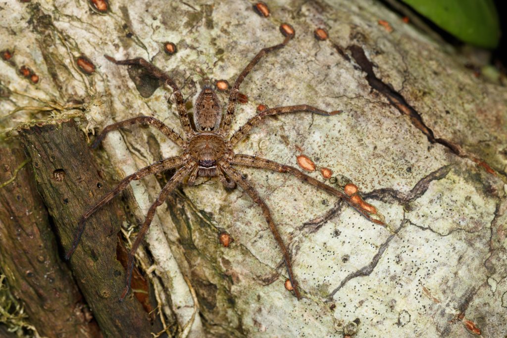 Brown huntsman spider on light gray bark with smaller reddish insects nearby