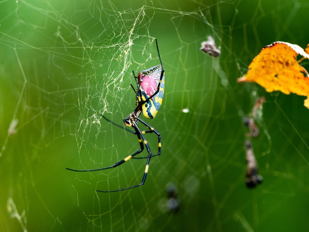 joro spider
