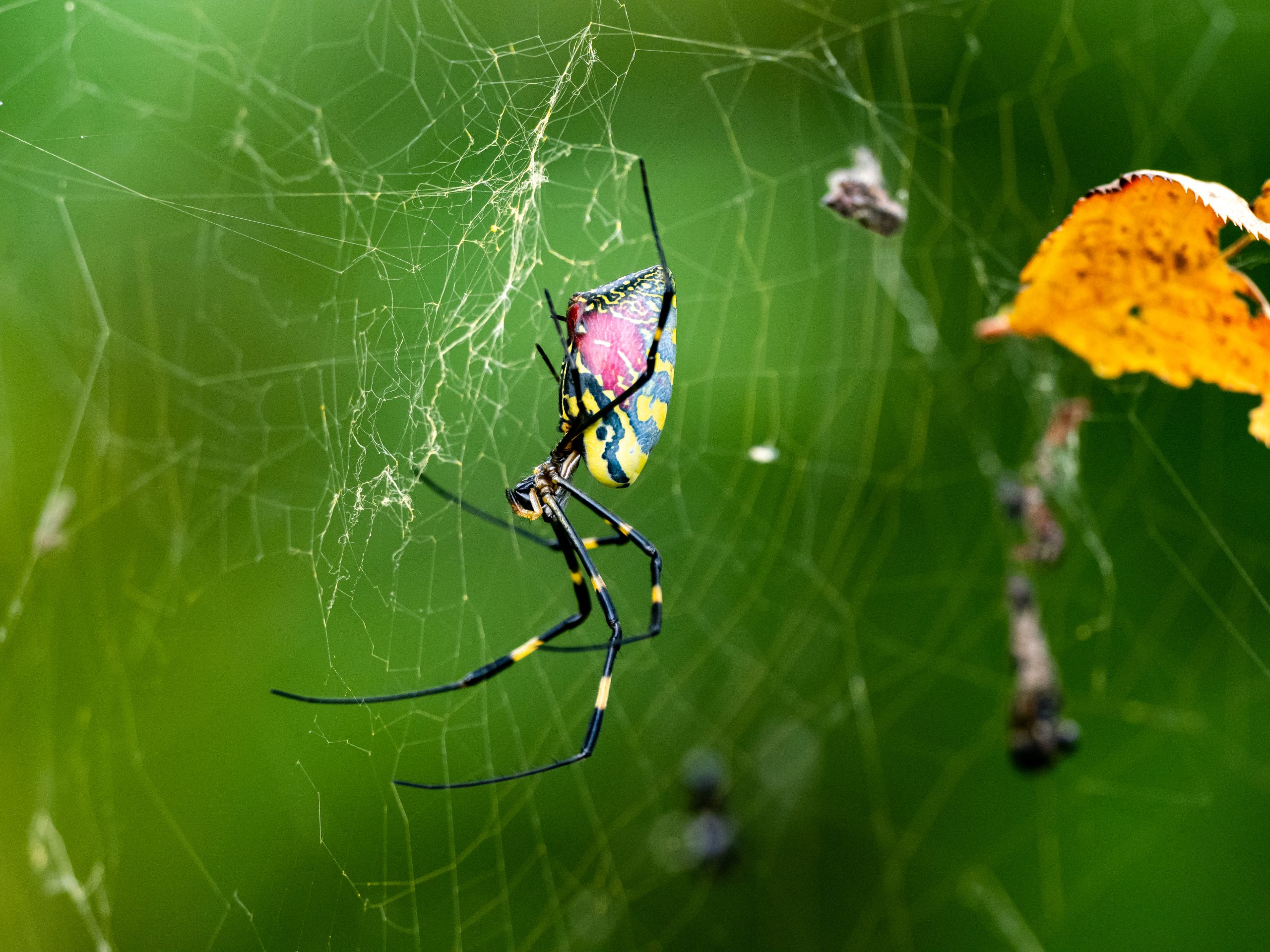 joro spider