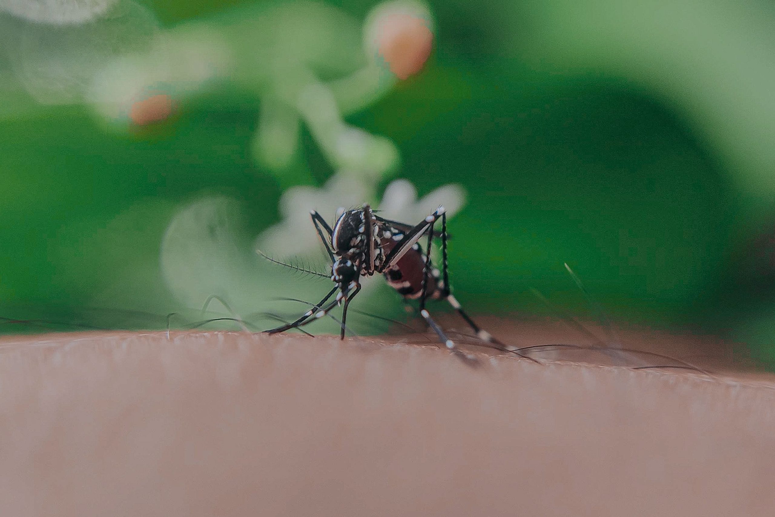 A mosquito feeding on human skin, highlighting the need for residential mosquito control.