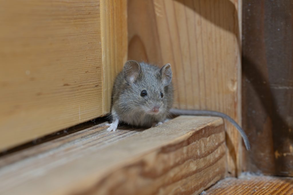 mouse